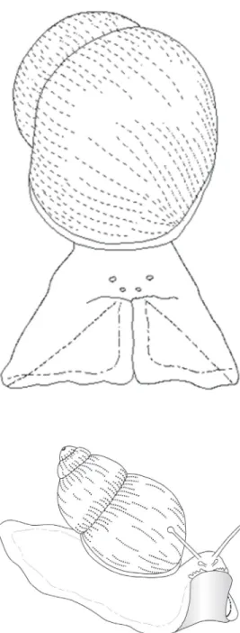 Figure 1. Schematic representa- representa-tion of the snail Megalobulimus abbreviatus in the first phase of aversive behavior