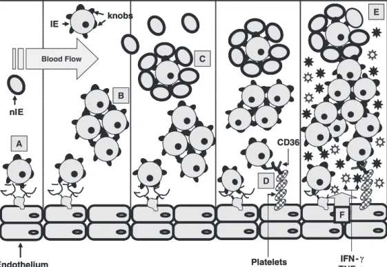 Figure 2. Schematic structure of Plasmodium falciparum  erythro-cyte membrane protein-1  (PfEPM-1)
