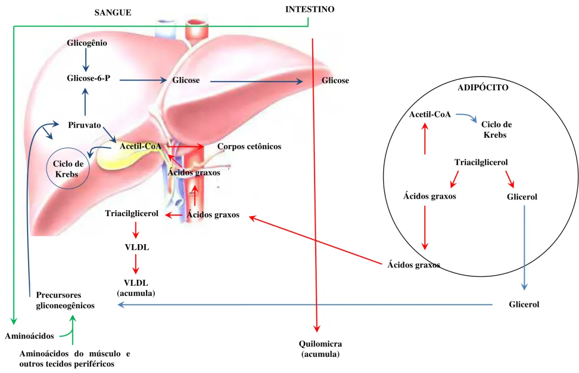 Figura 3. Inter-relações teciduais no diabetes tipo 1 em relação ao metabolismo de lipídeos (CHAMPE, et al., 2006) 