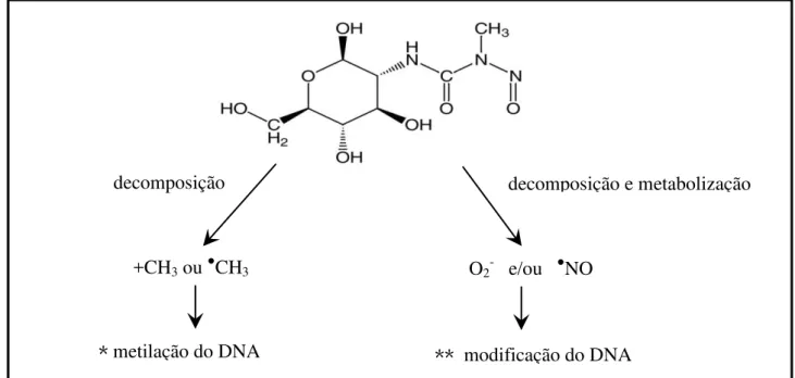 Figura 5. Mecanismos postulado de toxicidade pela estreptozotocina. 