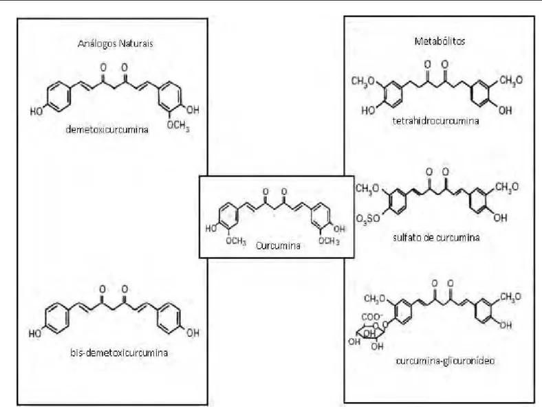 Figura 6. Estrutura molecular da curcumina, análogos naturais e principais metabólitos