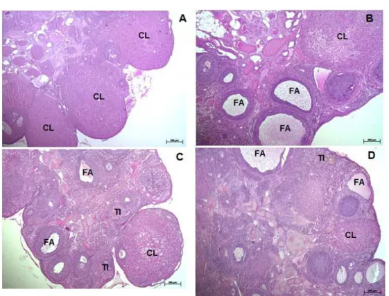 Figura 1. Secções ovarianas de ratas dos grupos: Controle (A), Sibutramina (B), Nicotina (C) e Sibutramina +  Nicotina  (D)