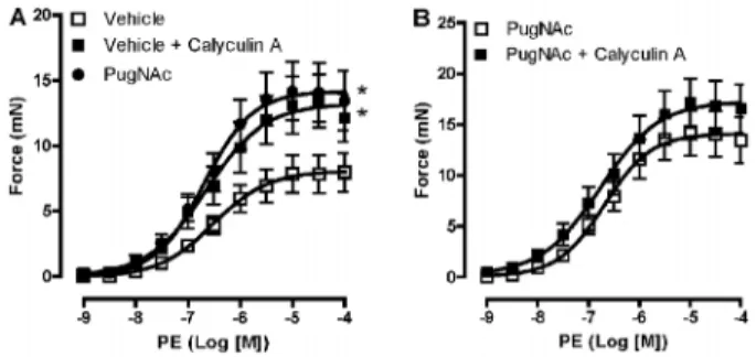 Figure 1. Calyculin A and PugNAc augment vascular reactivity to phenylephrine (PE). PugNAc and calyculin A produced similar increases in vascular contraction induced by PE in rat thoracic aorta (A) and co-incubation did not modify this response (B)