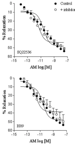 Figure 5. Relaxation responses induced by adrenomedullin (AM) on rat cavernosal smooth muscle strips pre-contracted with phenylephrine