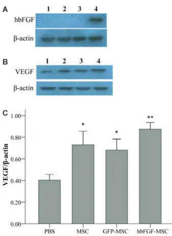 Figure 2. Overexpression of human basic fibroblast growth factor (hbFGF) by mesenchymal stem cells (MSCs) in a rat hind limb ischemia model