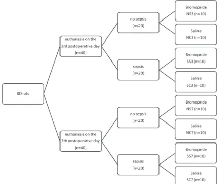 Figure 1. Allocation of animals to groups and subgroups.