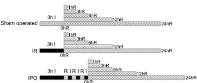Figure 1. Experimental protocol used to determine the effect of one possible variation in ischemic postconditioning (IPO) on skeletal muscle after ischemia (I) and reperfusion (R)