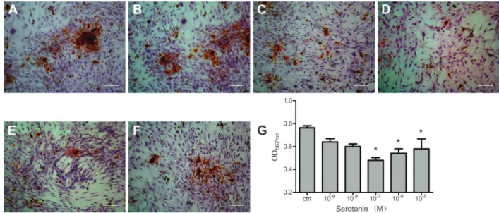 Figure 3. Serotonin suppressed mineralization of primary osteoblasts. Primary osteoblasts at passage 3 were incubated with different dosages of serotonin for 15 days and stained with Alizarin Red S