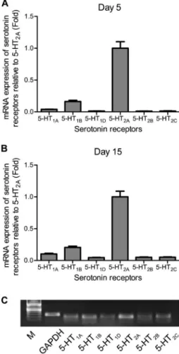 Figure 4. Expression profiles of 5-HT receptors in primary osteoblasts. Cells from the control group were harvested at day 5 (A) and day 15 (B) to assess the relative levels of mRNA expression of 5-HT 1A , 5-HT 1B , 5-HT 1D , 5-HT 2A , 5-HT 2B , and 5-HT 2