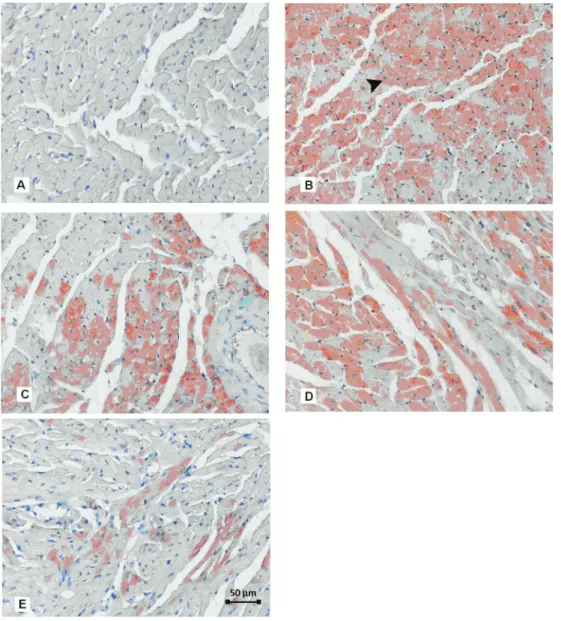 Figure 2. Immunohistochemical expression of inducible nitric oxide synthase (iNOS) in the control and treatment groups of heart muscle