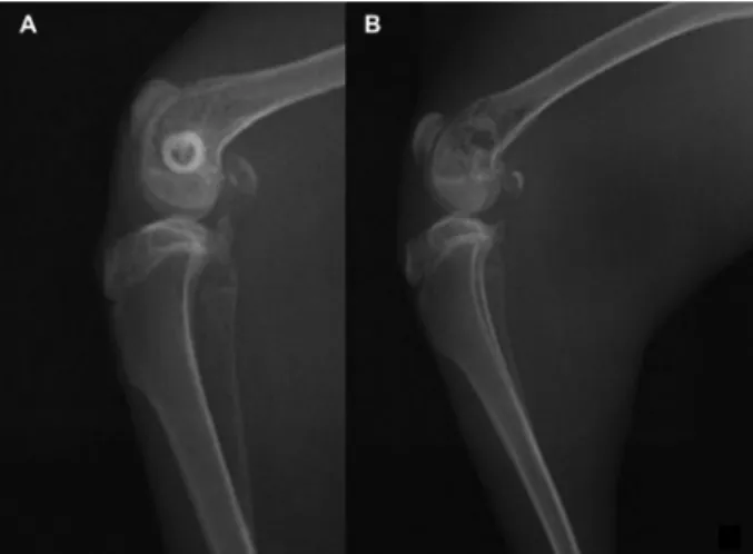 Figure 3. Micro-CT image of the magnesium scaffold: the new bone tissue in-growth 3 months post-operation (A)