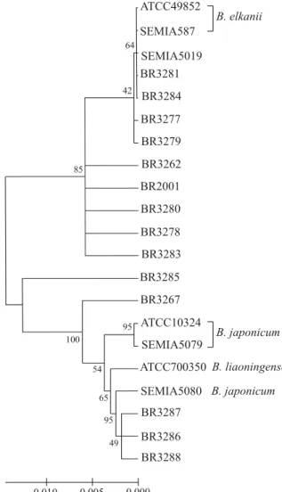 Figura 1. Dendrograma, método do vizinho mais próximo, mostrando a filogenia de estirpes de rizóbio, isoladas de caupi cultivado em solo de Cerrado, baseada na seqüência do 16S rDNA