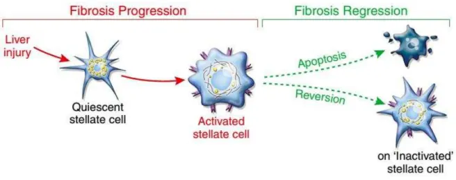 Figura  5:  Esquema  ilustrativo  da  participação  das  células  estreladas  hepáticas  no  desenvolvimento  e  regressão  da  fibrose