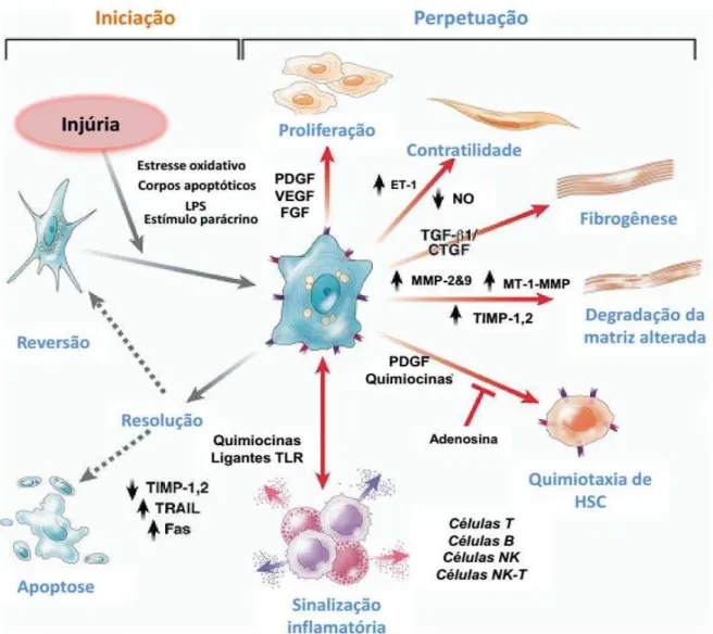 Figura 6: Vias de ativação da célula estrelada hepática. Características da ativação podem  ser distinguidas entre aqueles que estimulam a inicialização e aqueles que contribuem para  a  perpetuação