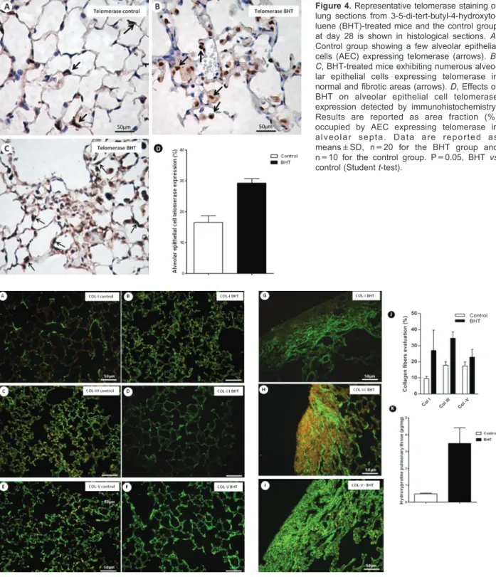 Figure 4. Representative telomerase staining of lung sections from  3-5-di-tert-butyl-4-hydroxyto-luene (BHT)-treated mice and the control group at day 28 is shown in histological sections