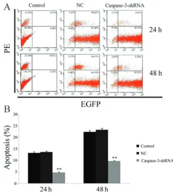 Figure 4. Evaluation of apoptosis of cartilage endplace (CEP) cells after treatment with 1% fetal bovine serum for 24 and 48 h.