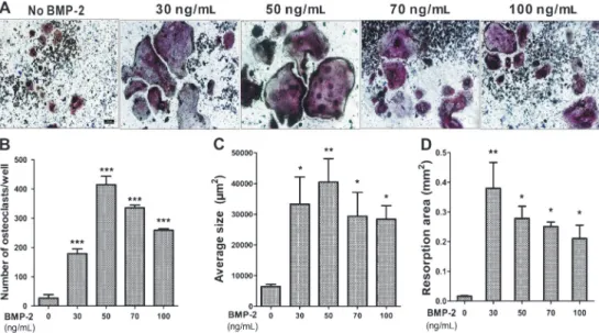 Figure 5. TRAP staining of RAW 264.7 cells-derived osteoclast formation. A, RAW 264.7 cells were treated with 30 ng/mL RANKL and 150 mg/mL titanium particles for 1 h, then treated with BMP-2 for 7 days