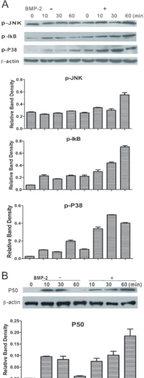Figure 9. BMP-2 regulates expression of p-JNK, p-IkB, p-P38, and P50. A, RAW 264.7 cells were treated with RANKL and titanium particles for 1 h, then treated or not with BMP-2 at indicated times
