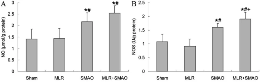 Figure 3. Effect of mesenteric lymph reperfusion (MLR) on the nitric oxide (NO) level and nitric oxide synthase (NOS) activity in splenic homogenate of rats with superior mesenteric artery occlusion (SMAO) shock