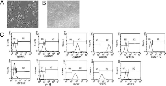 Figure 1. Characterization of hUC-MSCs. A, hUC-MSCs at passage 1 displayed a spindle-shaped or polygonal morphology in monolayer culture