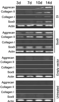 Figure 4. Sox9 overexpression induces chondrogenic differentiation in hUC-MSC cells. For induction of chondrogenic differentiation, cells were treated as described in Material and Methods