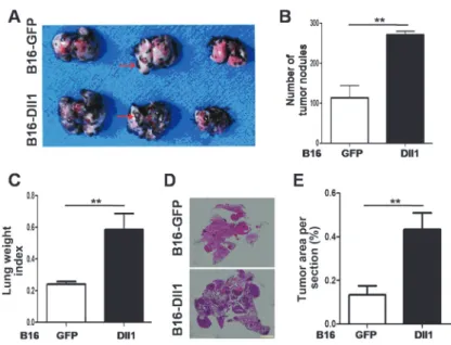 Figure 5. Dll1-mediated Notch activation induced N-cadherin (cad) expression. The  ex-pressions of N-cadherin (A) and E-cadherin (B) were assessed by real-time RT-PCR, with b-actin as a reference control