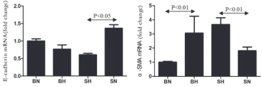 Figure 5. Kidney E-cadherin and a-SMA mRNA expression in all groups. SN: Dahl salt-sensitive (SS) rats on a normal-salt diet (0.3% NaCl); SH: