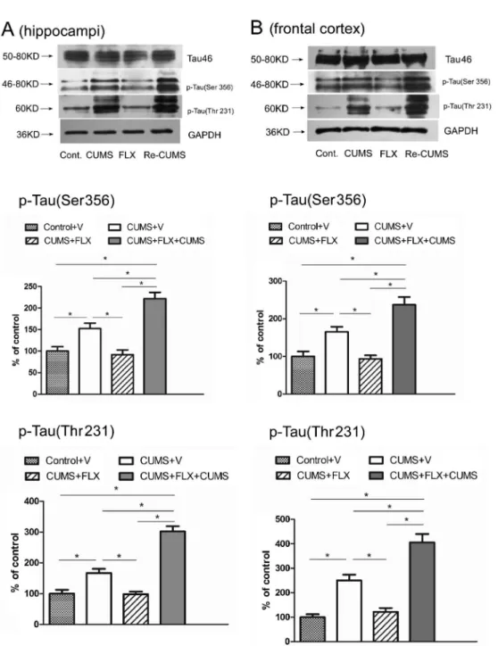 Figure 3. Effects of chronic unpredictable mild stress (CUMS), fluoxetine (FLX), and re-exposure to CUMS on the levels of tau and phospho-tau in the hippocampi and the frontal cortex of rats