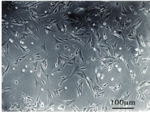 Figure 1. After seeding for 24 h, passage 3 ﬁ broblasts adhered and stretched. Phase contrast microscope,  100.