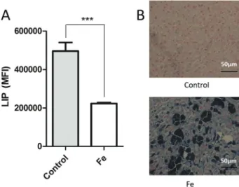Figure 1. Establishment of an iron overload (Fe) mouse model.