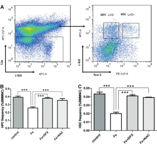 Figure 3. Labile iron pool (LIP) levels of Lin-Sca-1 + c-kit (LSK) + in iron overload mice (Fe) signi ﬁ cantly increased compared to the control group and were reversed by the administration of deferasirox (DFX) or N-acetyl-L-cysteine (NAC) in mean ﬂ  uore