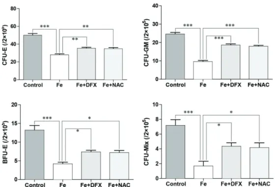 Figure 5. Results of colony-forming unit erythroid (CFU-E), granulocyte-macrophage (CFU-GM), burst-forming unit erythroid (BFU-E), and colony-forming unit mix (CFU-Mix) assays of bone marrow of iron overload (Fe) mice and after the administration of defera