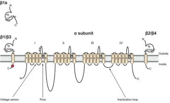 Figure 2. Voltage-gated Na + channel. The pore-forming a subunit is composed by four homologous domains with 6 transmembrane segments (S1-S6)