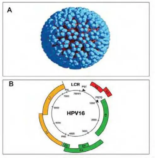 Figura 3. Representação esquemática do capsídeo e do genoma viral do HPV-16. (A)  Figura icosaédrica não envelopada de simetria pentagonal composta por 72 capsômeros  (SPPV, 2011)