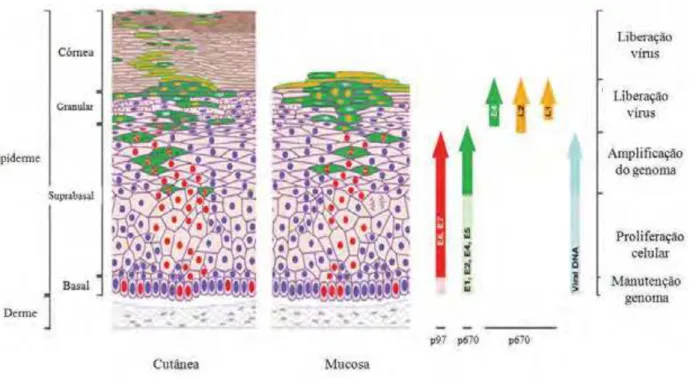 Figura 4.  O ciclo viral do Papilomavírus Humano (HPV). Através de microlesões o  HPV é capaz de infectar células da camada basal do epitélio