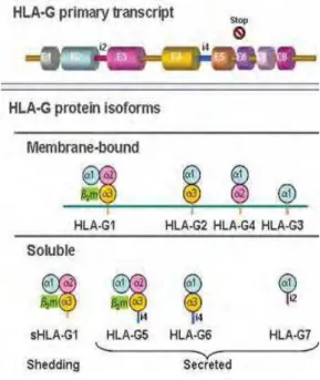 Figura 5. Representação esquemática do transcrito primário de HLA-G e das múltiplas  isoformas