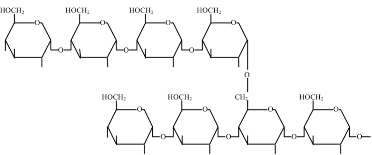 Figura 3.2 – Estrutura da molécula de amilopectina  