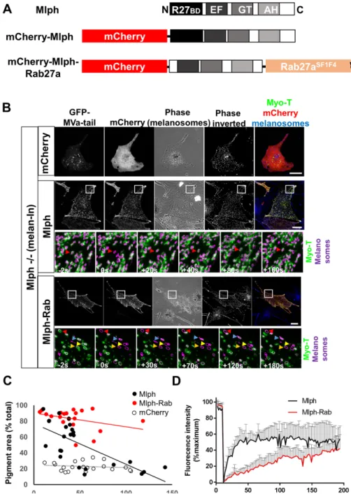 FIGURE 4:  smFRAP analysis of the turnover of melanosome-associated Myo-T in melan-ln  melanocytes coexpressing Mlph or Mlph-Rab27a