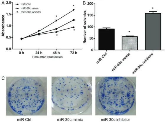 Figure 3. Overexpression of miR-30c inhibits cell proliferation in hepatoma cells. A, MTT assay shows the cell viability of hepatoma cells after transfection with miR-30c mimic, inhibitor or scramble control