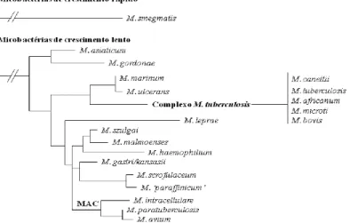Figura  2.1.  Árvore  filogenética  de  micobactérias,  com  base  na  sequência  16S  rDNA,  mostra  que  o  Complexo  M