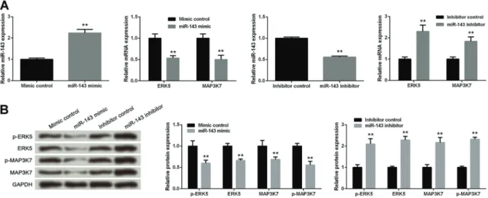 Figure 2. Up-regulated miR-143 decreased expression and phosphorylation of ERK5and MAP3K7 in MCF-7 cells
