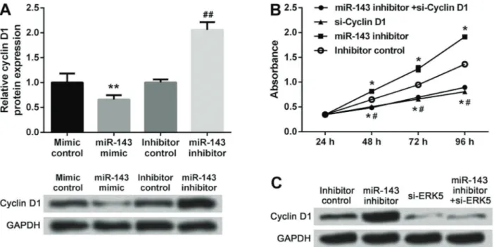 Figure 4. A, Cyclin D1 expression in cells transfected with mimic control, miR-143 mimic, inhibitor control or miR-143 inhibitor, detected by western blotting