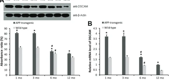 Figure 3. Expression of Down syndrome cell adhesion molecule (DSCAM) mRNA and protein in hippocampus of mice in different groups
