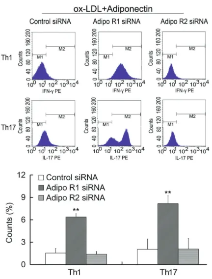 Figure 4. Inhibition of adiponectin on lympho- lympho-cytes was reversed by adipoR1 siRNA (n=4).