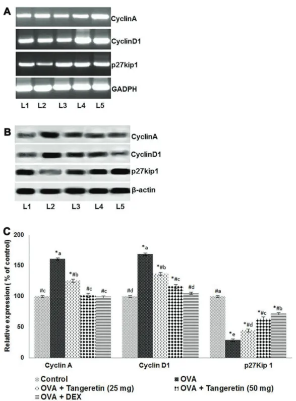 Figure 9. In ﬂ uence of tangeretin on mRNA expression levels of cell cycle proteins. L1: Control; L2: OVA; L3: OVA + tangeretin (25 mg); L4: OVA + tangeretin (50 mg); L5: OVA + DEX (A)