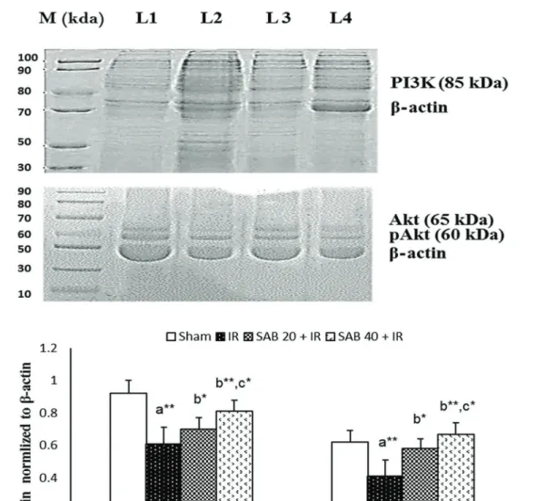 Figure 2. Effects of salvianolic acid B (SAB) on protein expression of PI3K, and pAkt/Akt ratio in renal tissue (homogenate) of experimental groups