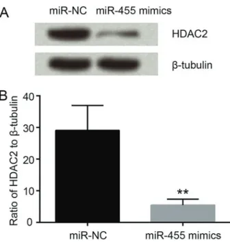 Figure 4. miR-455 reduced the expression of HDAC2. Data are reported as the mean ± SD of 3 independent experiments.