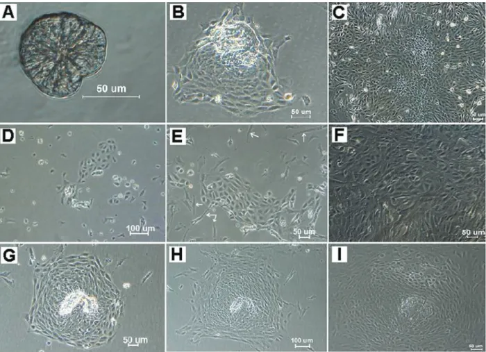 Figure 1. Proliferation of primary-cultured fetal mouse intestinal epithelial cells obtained using different enzymatic methods