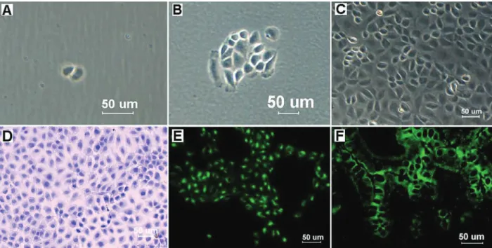Figure 3. The cell proliferation log phase started after the lag phase of about 2 days with a sharper inclination (A)