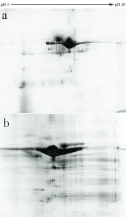 Figure 3. a, Seven-centimeter Coomassie blue-stained 2-DE gel of crude antigen of EgCF; b, Twenty-four-centimeters ﬂ  uores-cence scanning 2-DE gel of crude antigen of EgCF
